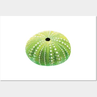 Green Sea Urchin Posters and Art